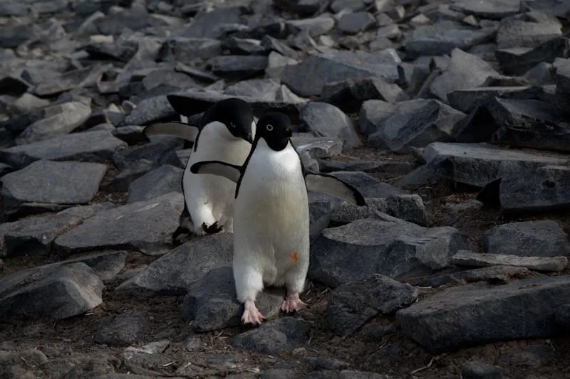 antarticablogone87.jpg