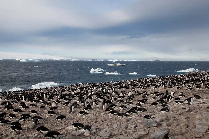 antarticablogone88.jpg