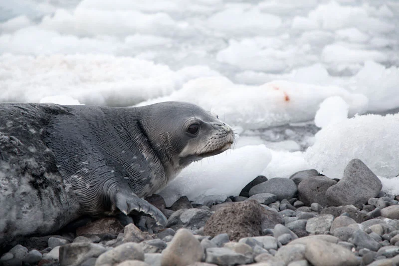 antarticablogone92.jpg