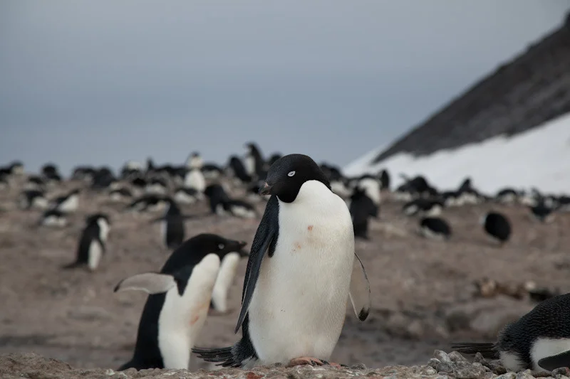 antarticablogone93.jpg