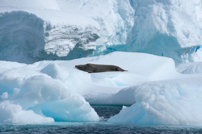 antarticablogone105.jpg
