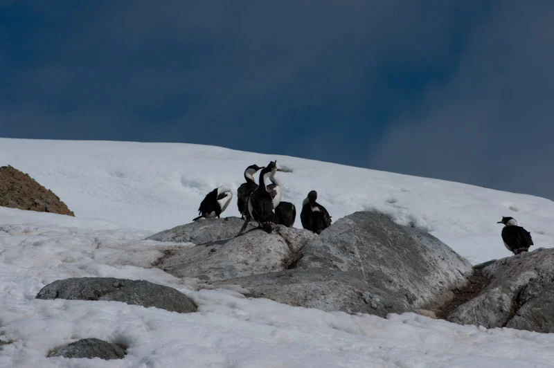 antarticablogone108.jpg