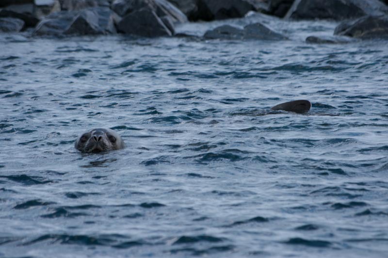 antarticablogone111.jpg