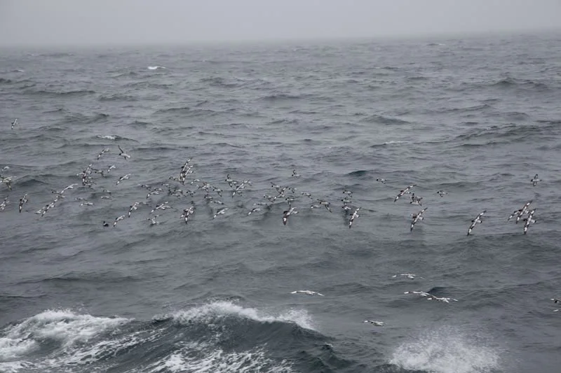 antarticablogone22.jpg