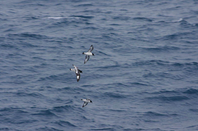 antarticablogone19.jpg