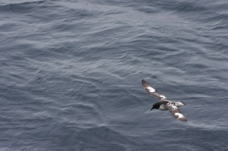 antarticablogone25.jpg