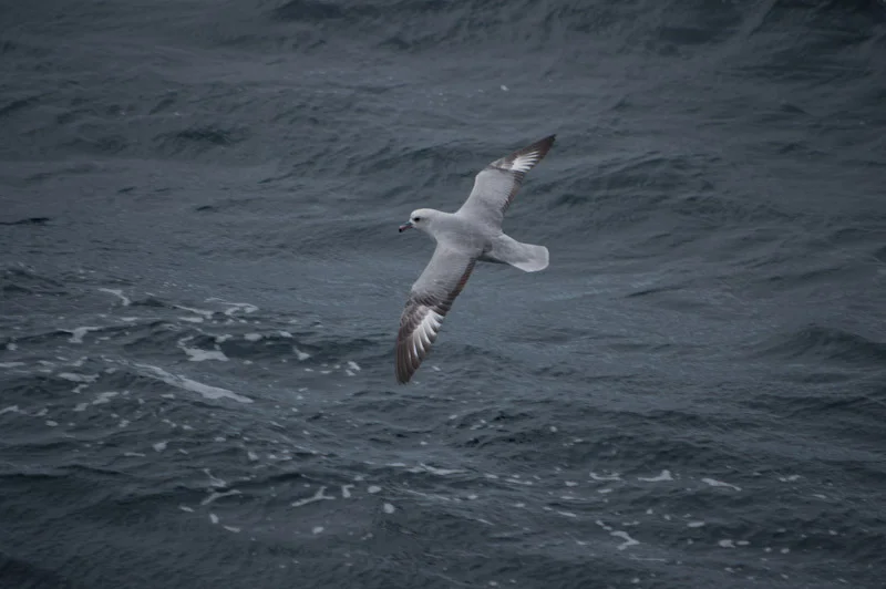 antarticablogone26.jpg