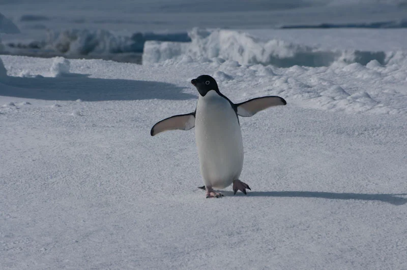 antarticablogone52.jpg