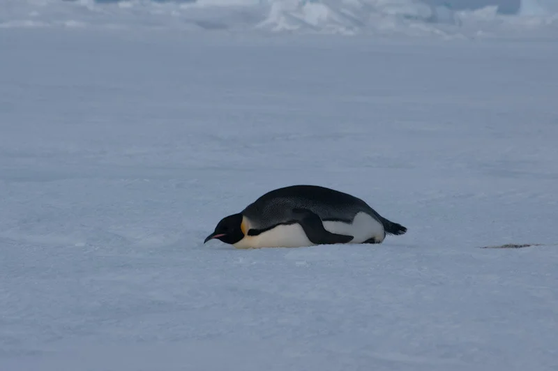 antarticablogone46.jpg