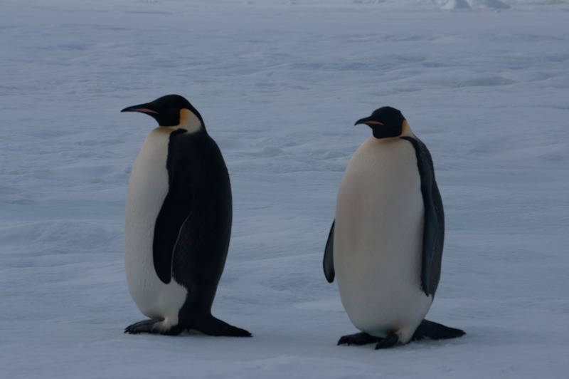 antarticablogone47.jpg