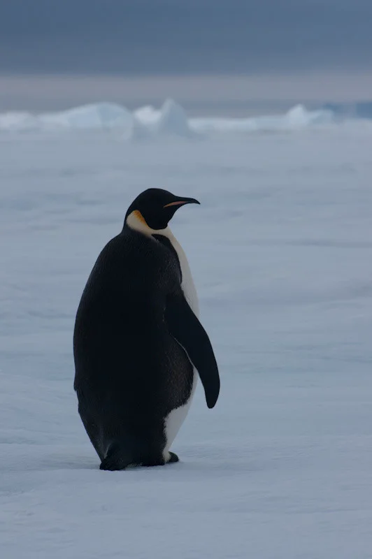 antarticablogone49.jpg
