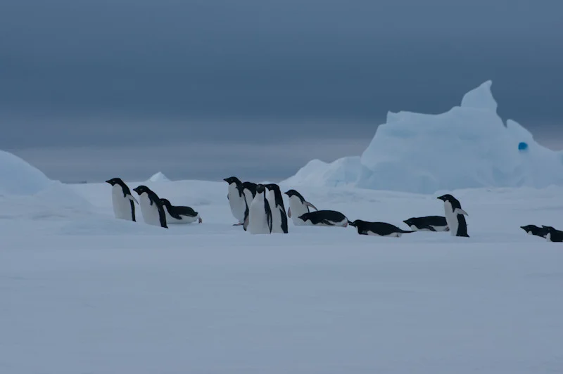antarticablogone50.jpg