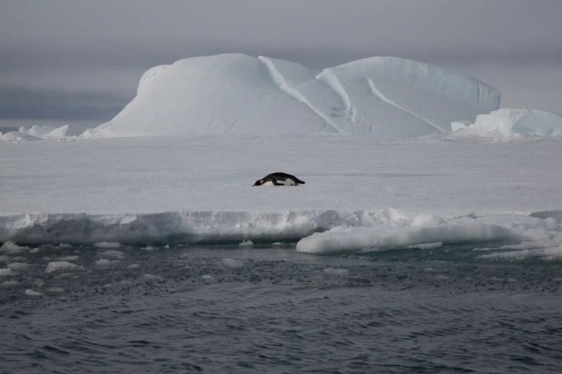 antarticablogone56.jpg