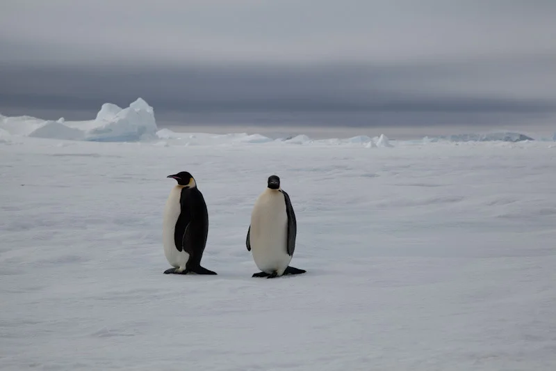 antarticablogone59.jpg