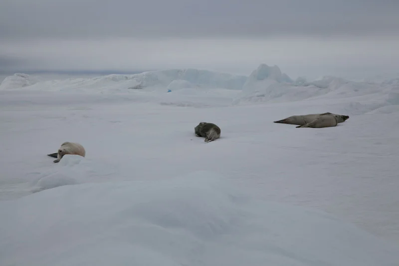 antarticablogone60.jpg