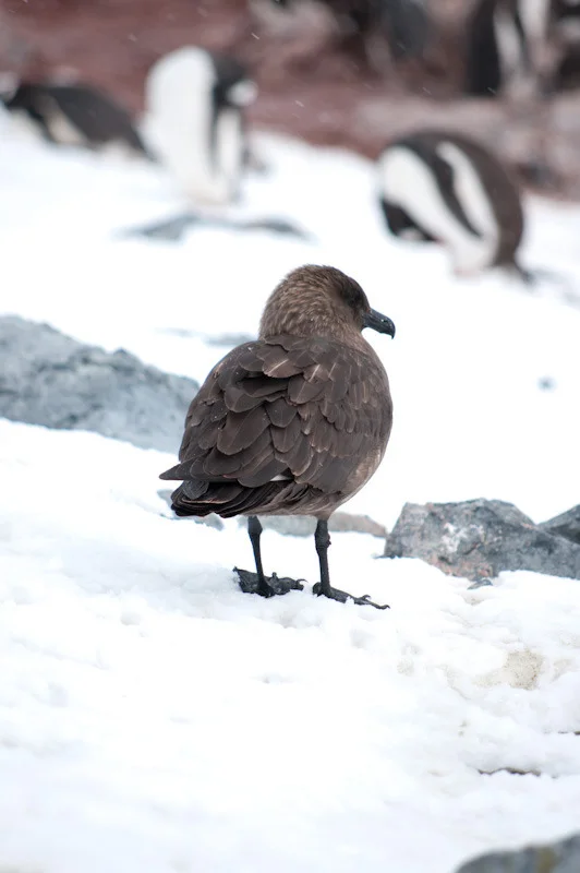 antarticablogone158.jpg