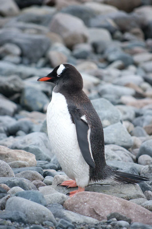 antarticablogone164.jpg