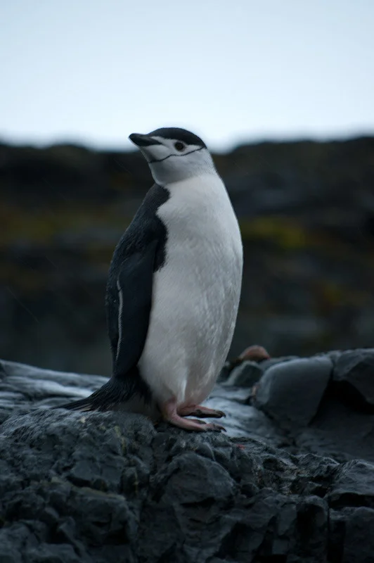 antarticablogone185.jpg