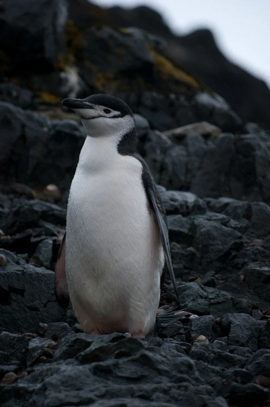 antarticablogone186.jpg