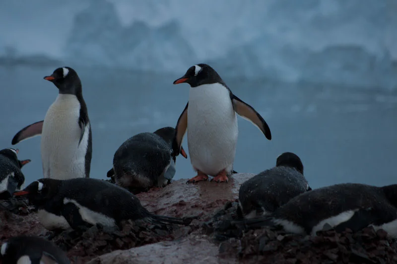 antarticablogone196.jpg