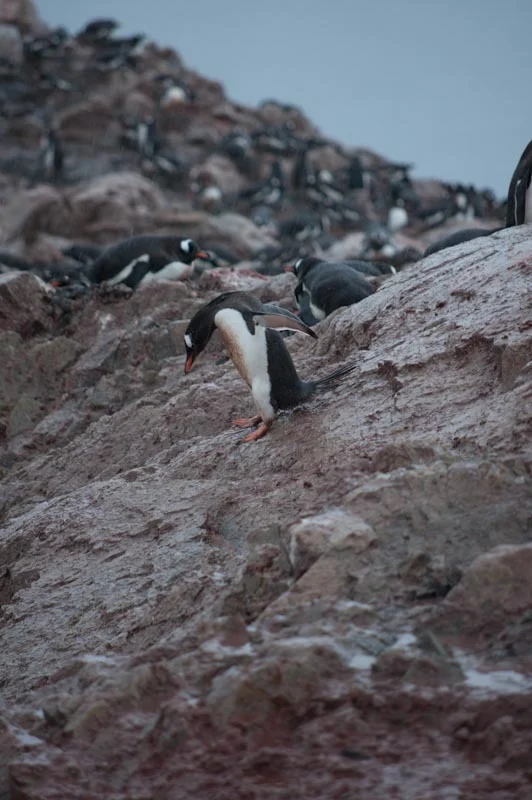 antarticablogone197.jpg