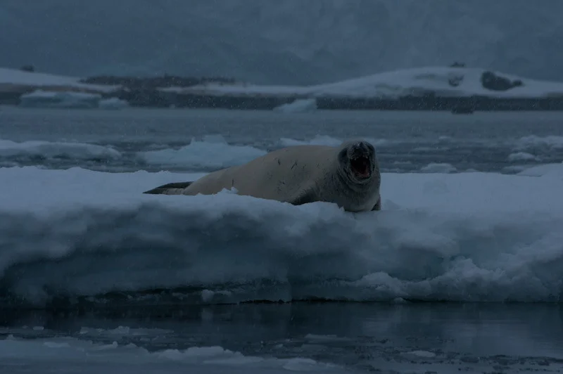 antarticablogone203.jpg