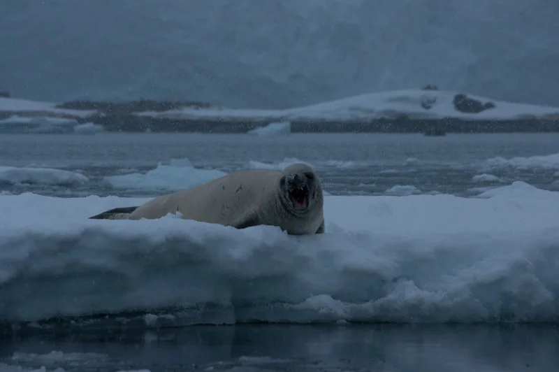 antarticablogone204.jpg