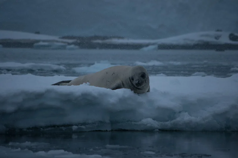 antarticablogone205.jpg