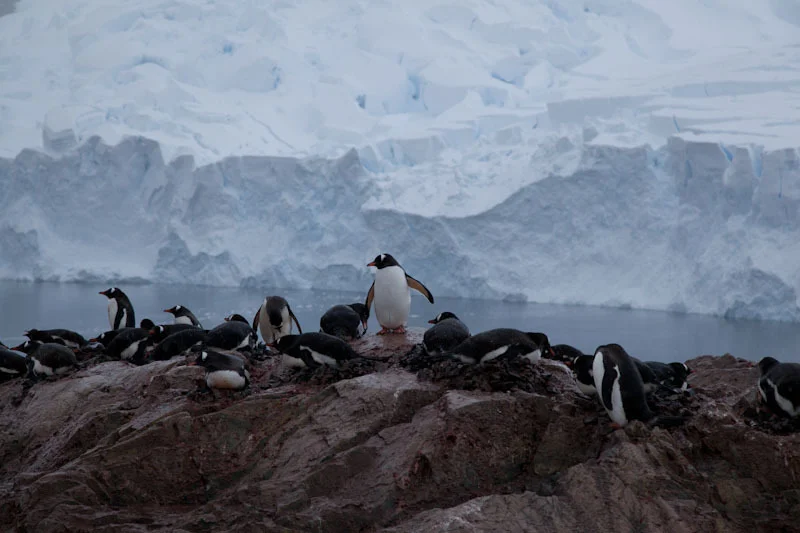 antarticablogone207.jpg