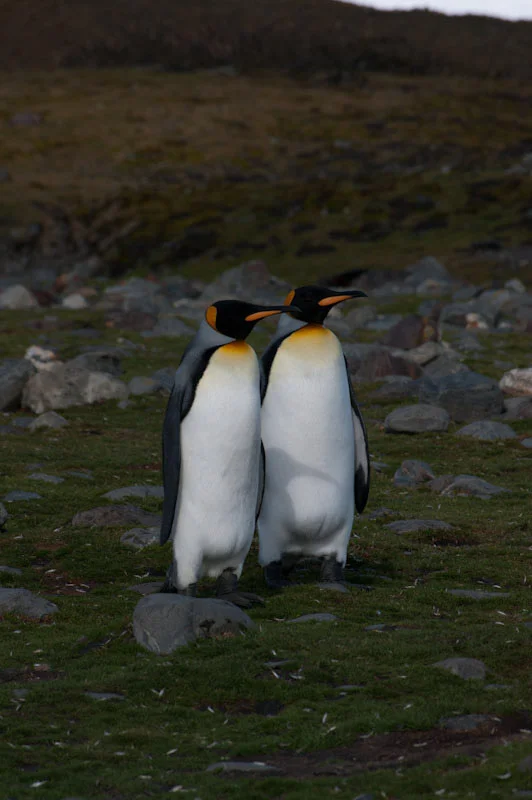 falkgeorgblog142.jpg