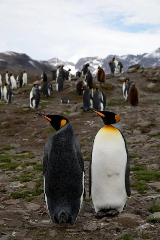 falkgeorgblog150.jpg