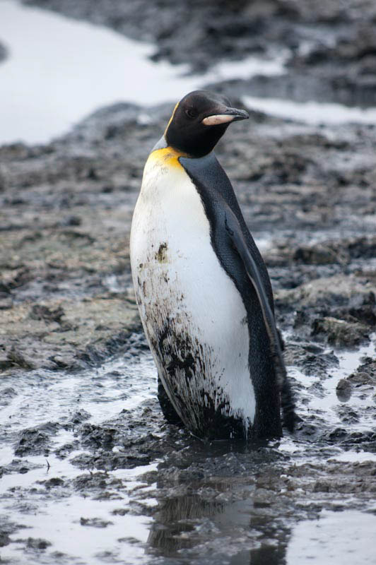 falkgeorgblog157.jpg