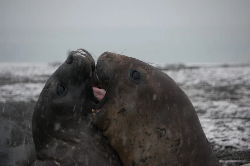 falkgeorgblog237.jpg