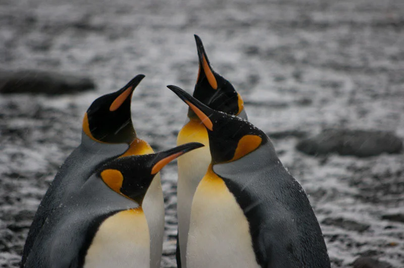falkgeorgblog232.jpg