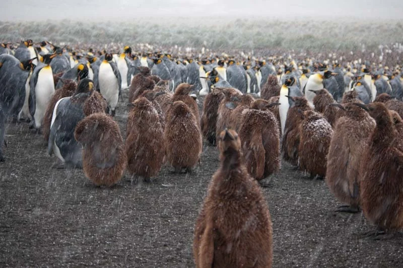 falkgeorgblog234.jpg