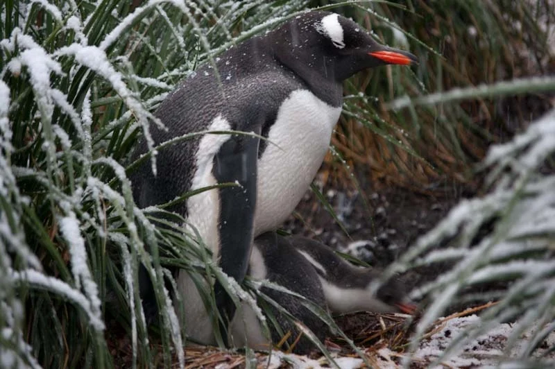 falkgeorgblog244.jpg
