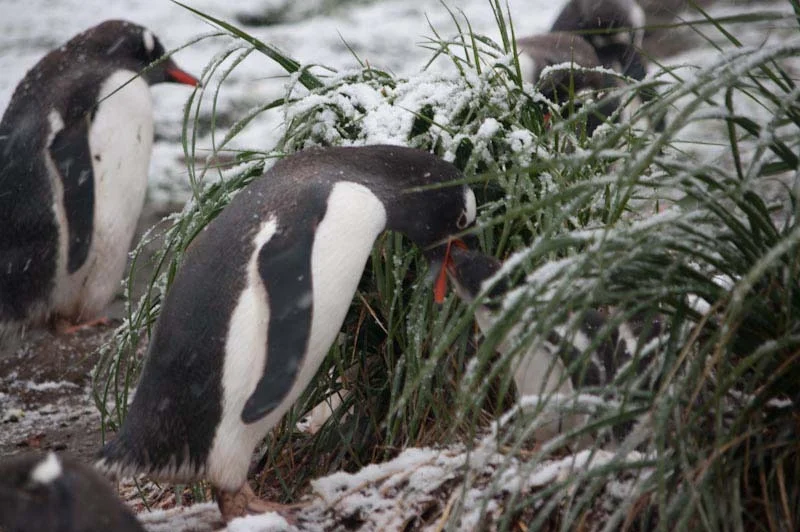 falkgeorgblog245.jpg