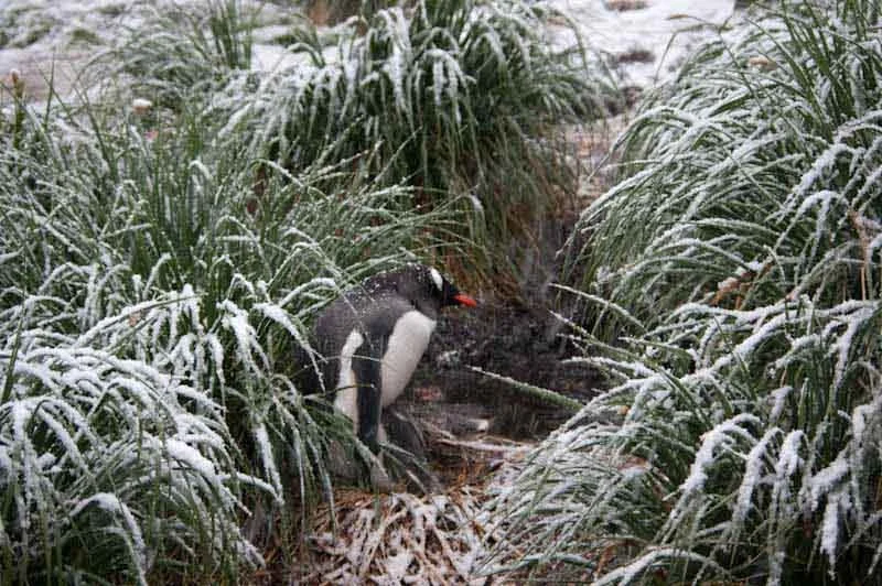 falkgeorgblog240.jpg