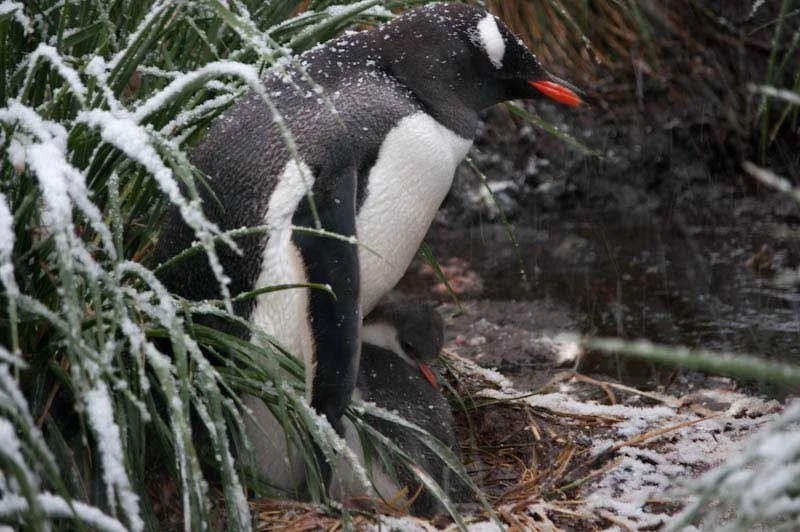falkgeorgblog241.jpg