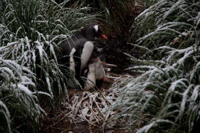 falkgeorgblog250.jpg