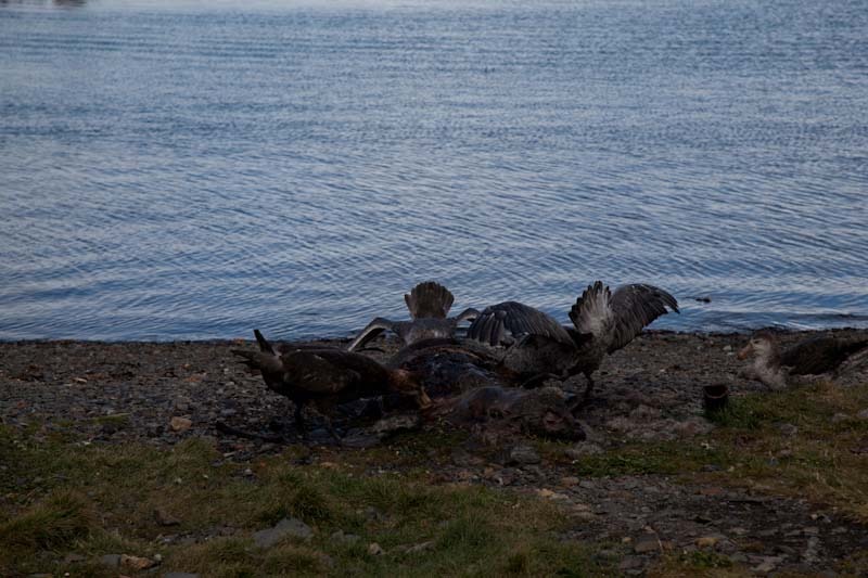 falkgeorgblog195.jpg