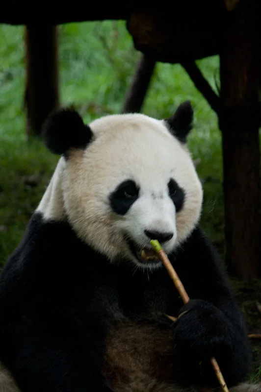 lechengdublog40.jpg