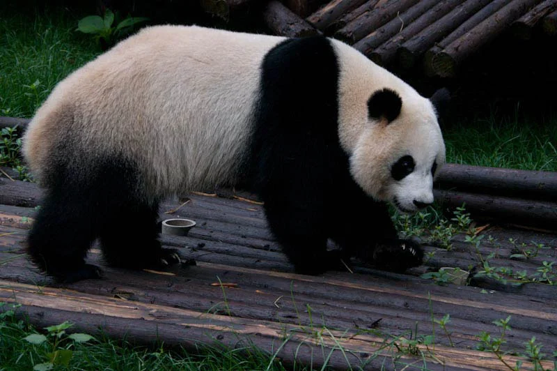 lechengdublog39.jpg