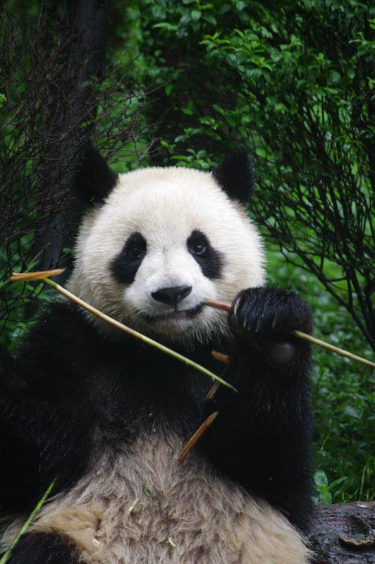 lechengdublog34.jpg