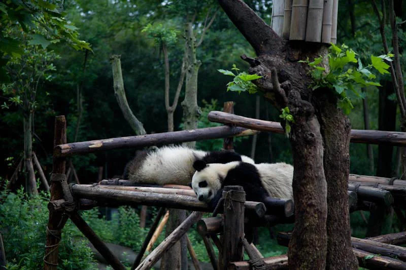 lechengdublog32.jpg