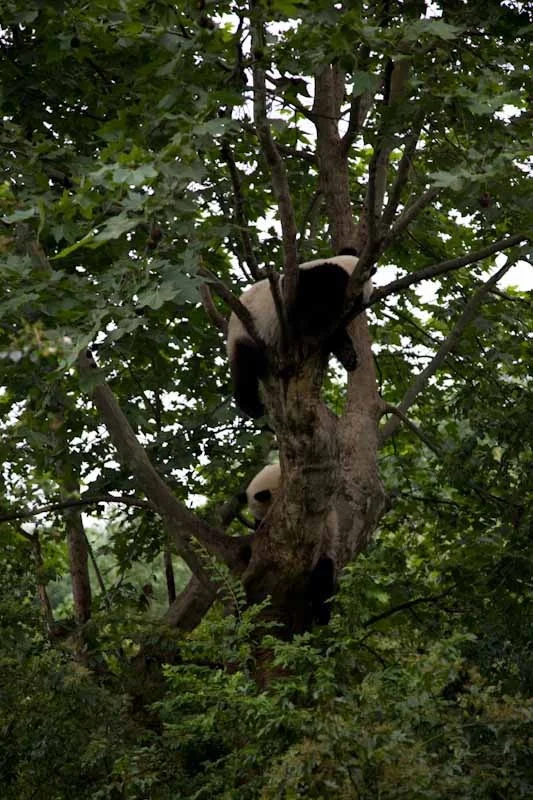 lechengdublog31.jpg