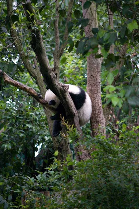 lechengdublog37.jpg