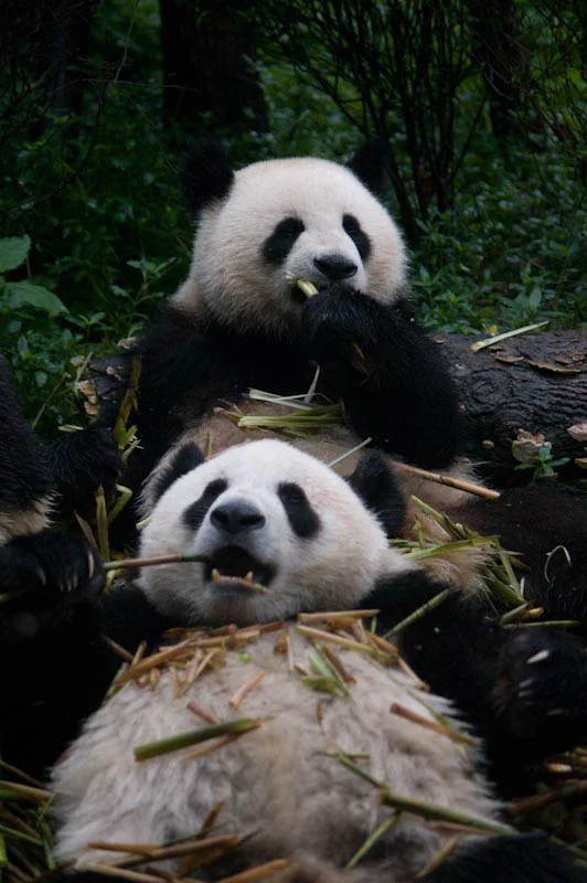 lechengdublog36.jpg