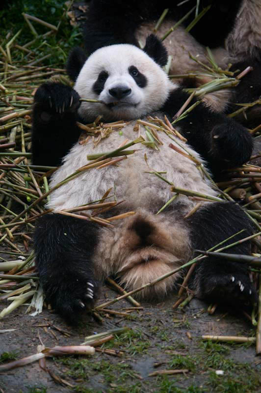 lechengdublog35.jpg