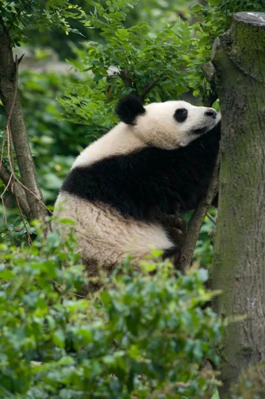 lechengdublog50.jpg